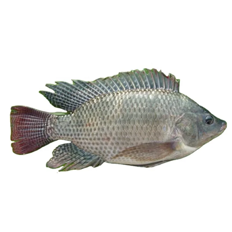 Frozen Seafood Good Quality Gutted Scaled Whole Tilapia Fish Wholesale Price Supplier Crucian Carp Exporter