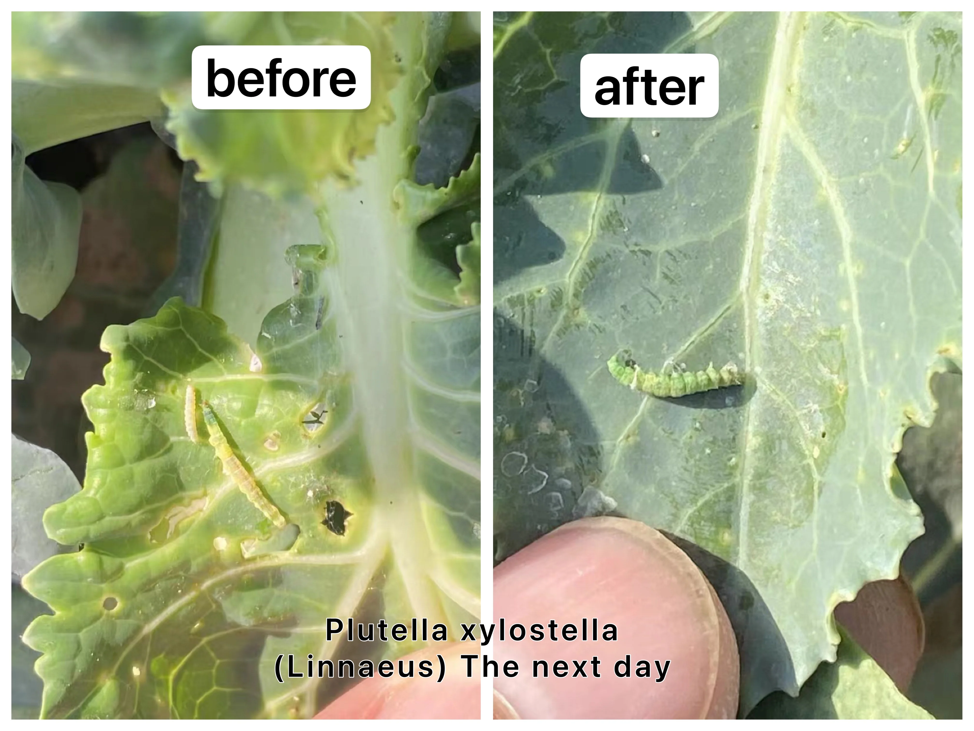 Lufenuron insecticide uses