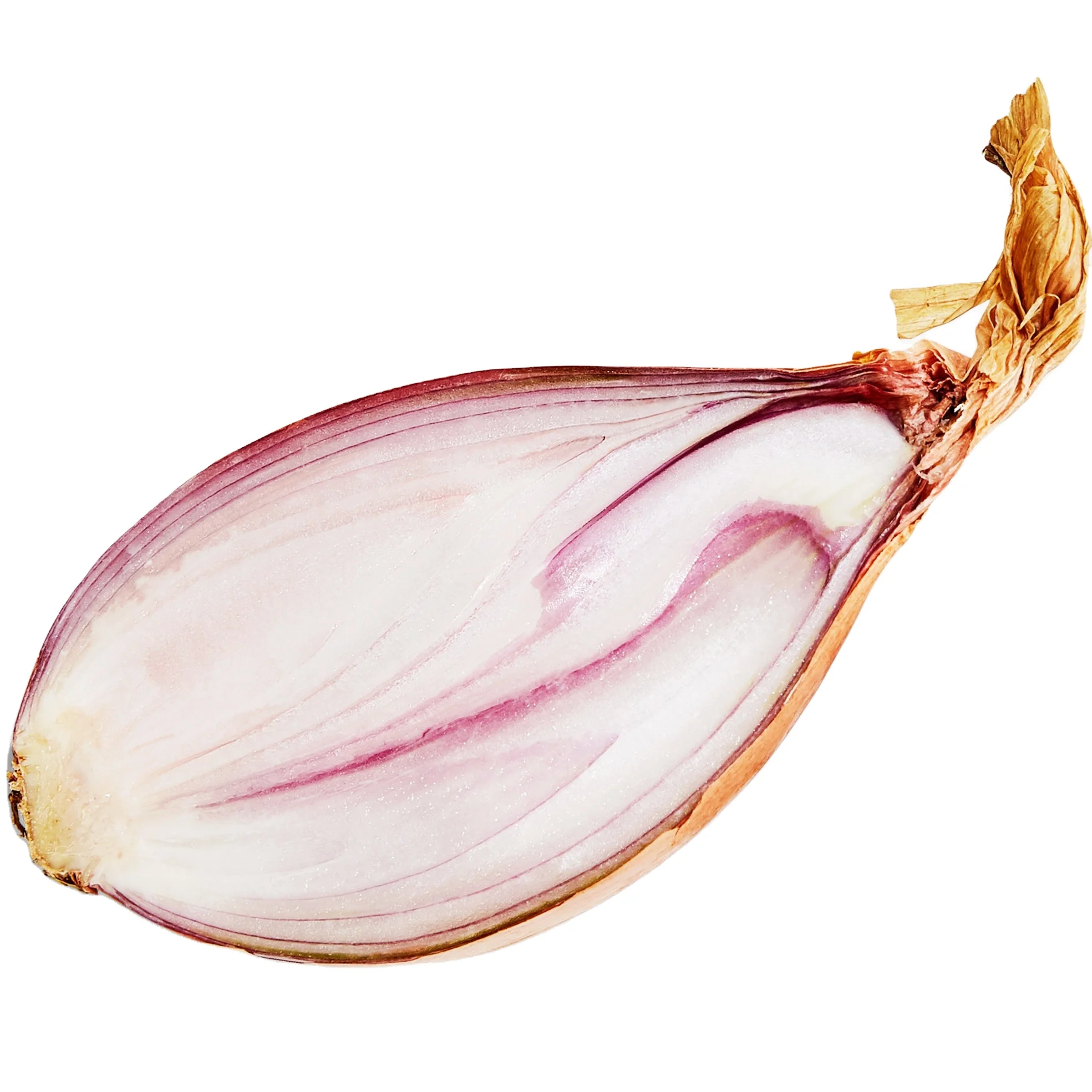 onion for wholesale top grade healthy and natural shallot