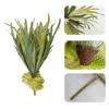 Felce staghorn media a 13 foglie