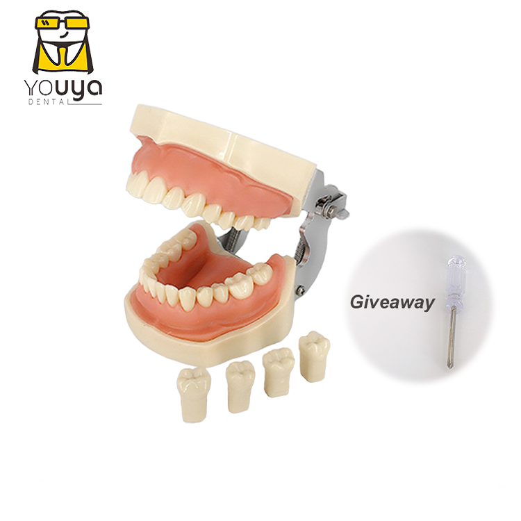 
 Модель для подготовки зубов из смолы, модель для стоматологических упражнений десен  