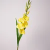 กลาดิโอลัส-เหลือง