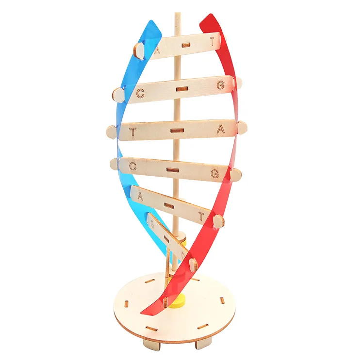 DNA Double Helix Structure Model Technology Small Handmade Diy Human Gene Biological Science Experiment Equipment DNA Model