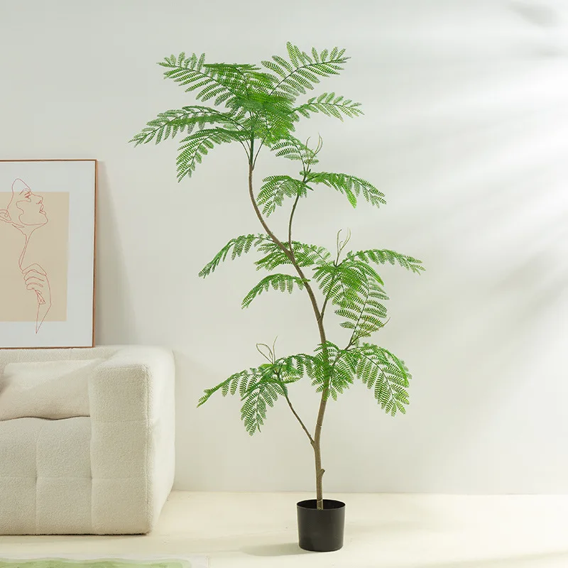 zamioculcas variegata kaufen Zamioculcas Zamiifolia Variegata – Foliage Dreams