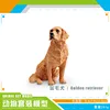 PL127-1533 Perro perdiguero de oro 291g