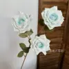 Manta Rose