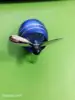 Bleu