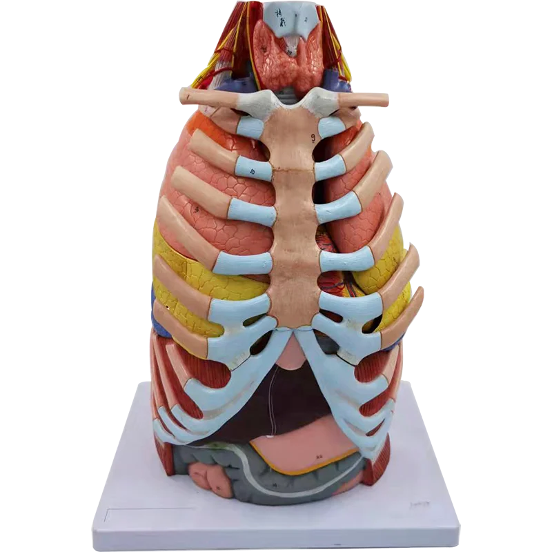 Life Size Chest Anatomical Model Lungs Ribs Heart Liver Stomach And ...