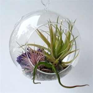 MH-Q049 красивый растительный Террариум для дома декоративный предмет подвесной стеклянный шар