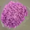 light pink purple