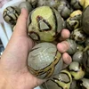 Sfera settaria