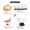 2419 Ciclo de vida del cisne blanco