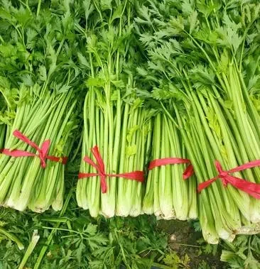 Chinese Cabbage Spinach Harvester Machine /Gasoline Engine Chives Basil Harvester / Harvesing Machine for Coriander on Hot Sale