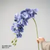 Retro Phalaenopsis Blue