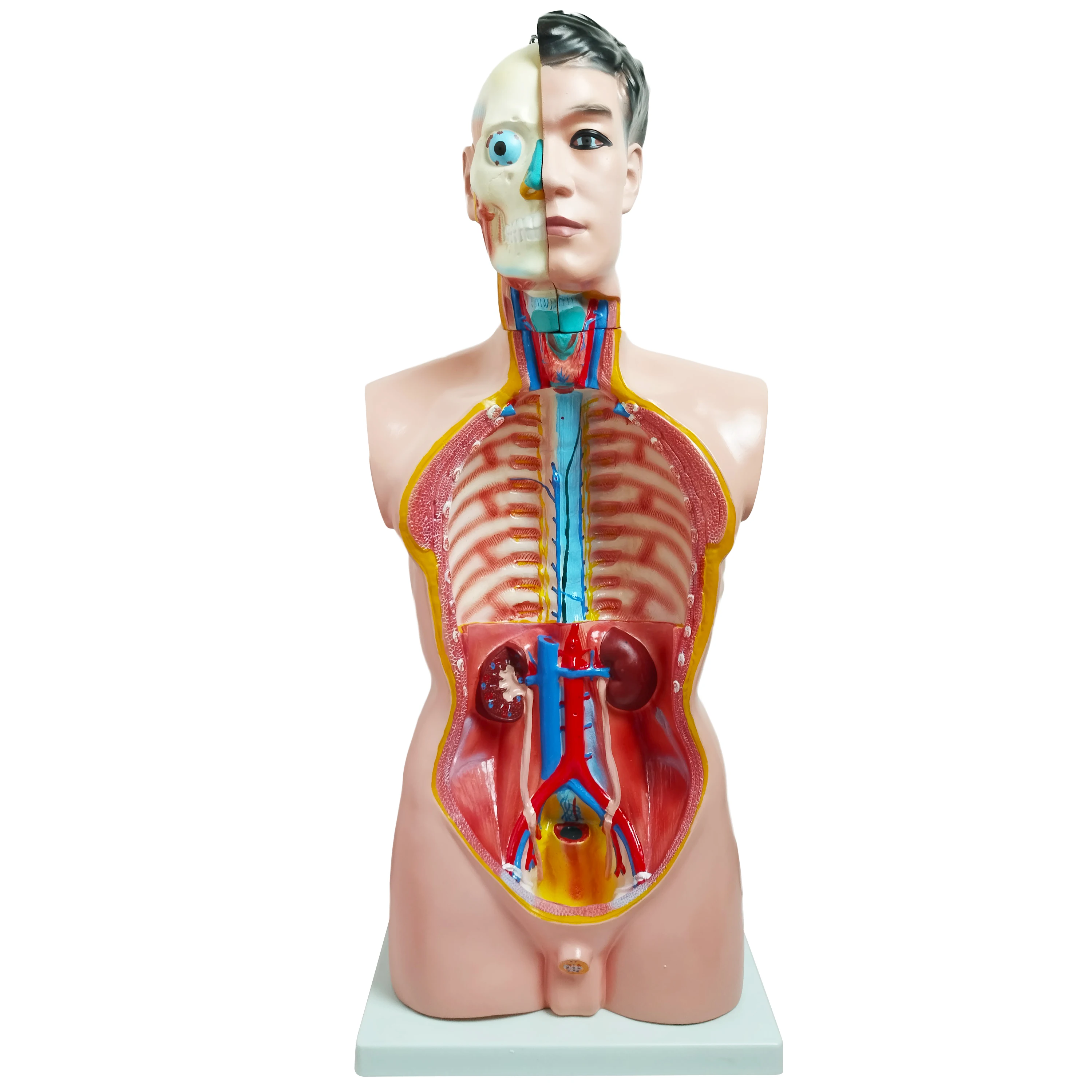 85cm Male Torso 19 Parts Model - High Quality Medical Training