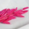 Rosa caliente