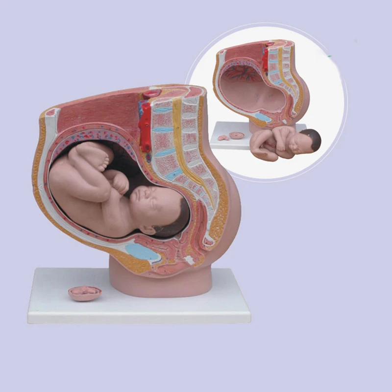 Female Pelvis Anatomy Model Reproductive System Uterus Model for Obstetrics and Gynecology Teaching