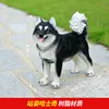 Husky in piedi