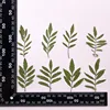 MH715 Marigold leaf Natural green
