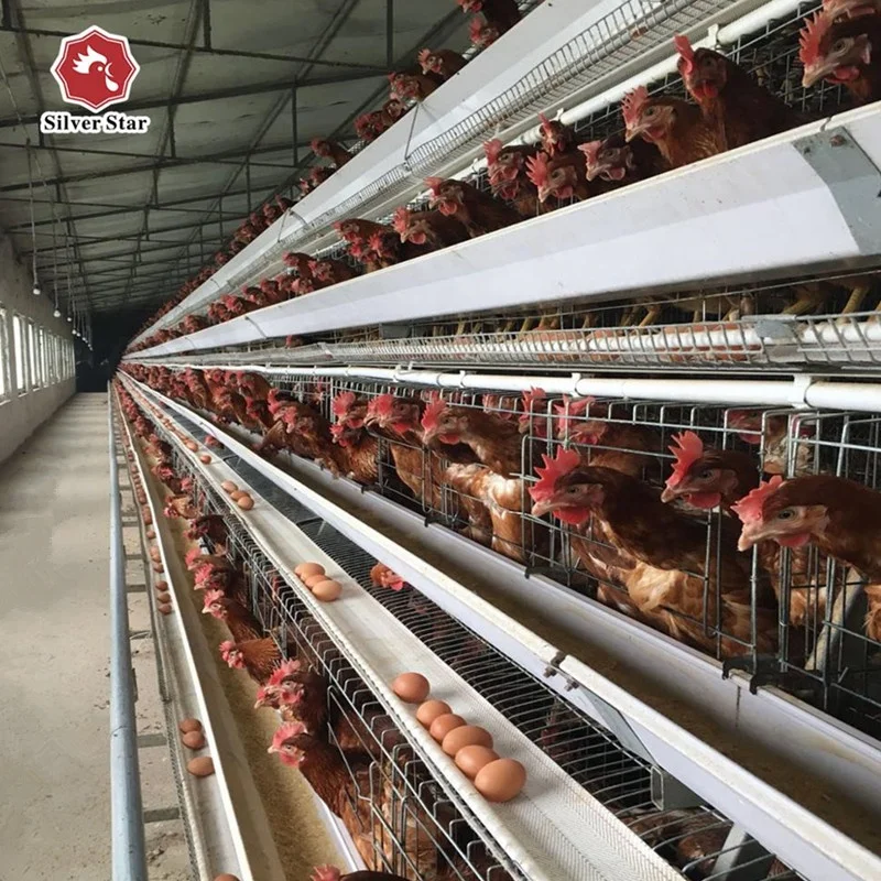 A Type 4 Tier Chicken Layer Battery Cage for 10000 Birds