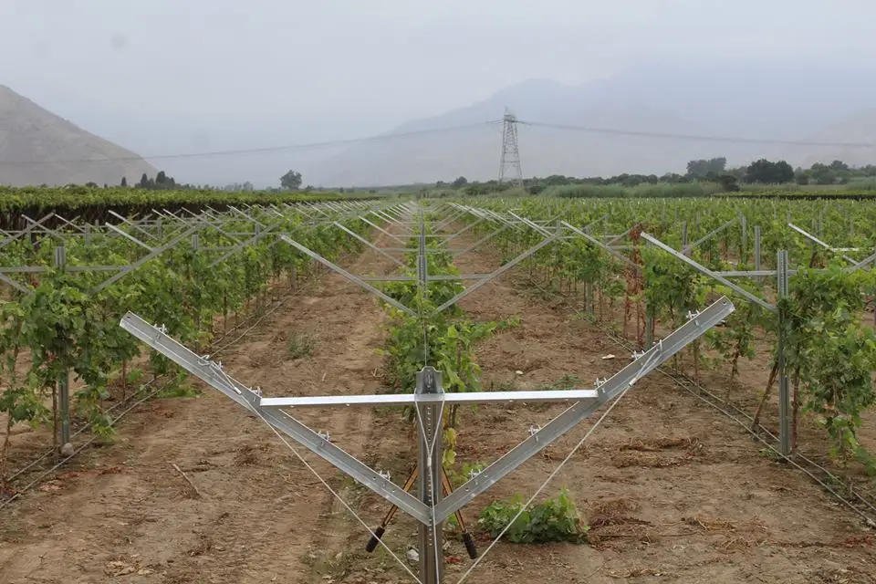 Direct Factory Steel Zinc Coating Table Grape Plantation Vineyard "Y" Shape Grape Open Gable Trellis Poles System