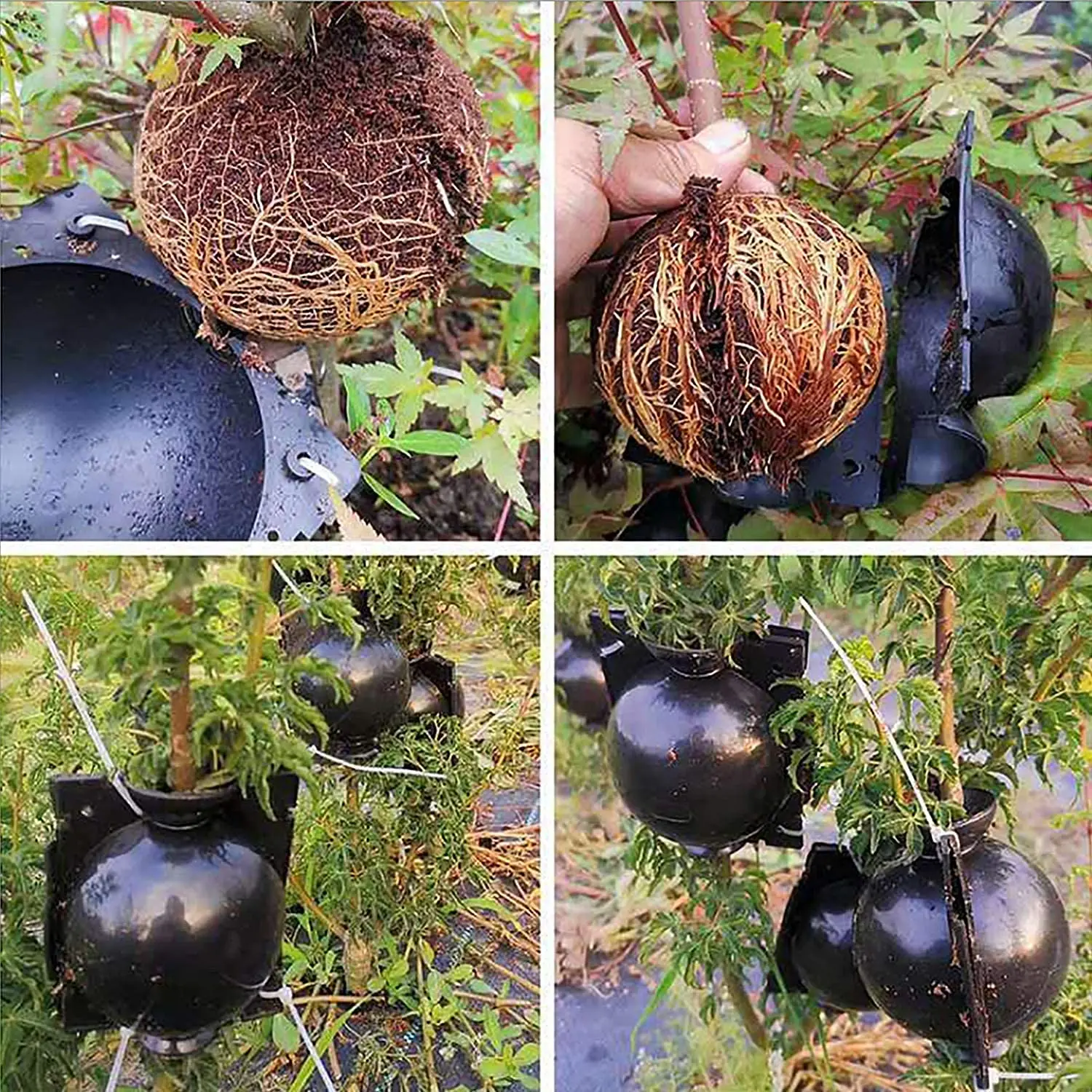 ZYP 8PCS Reusable Plant Rooting Ball Device Green M Bush Fruit High Pressure Propagation Grafting Ball Assisted Cutting Rooting Box Plant Growing Booster for Rose Tree 