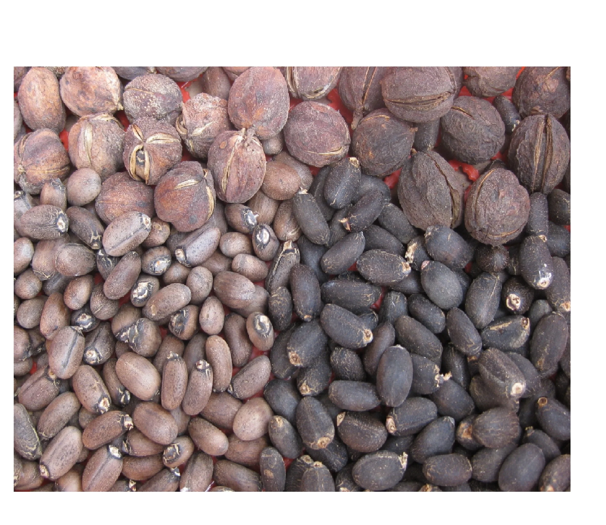 Jatropha curcas seeds for sale