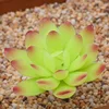 verde 5 esquinas loto-luciérnaga amarillo