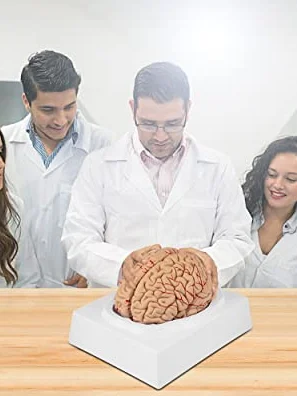 Human Brain Anatomical Model VEVOR 4-Part Life Size Human Brain Anatomy ...