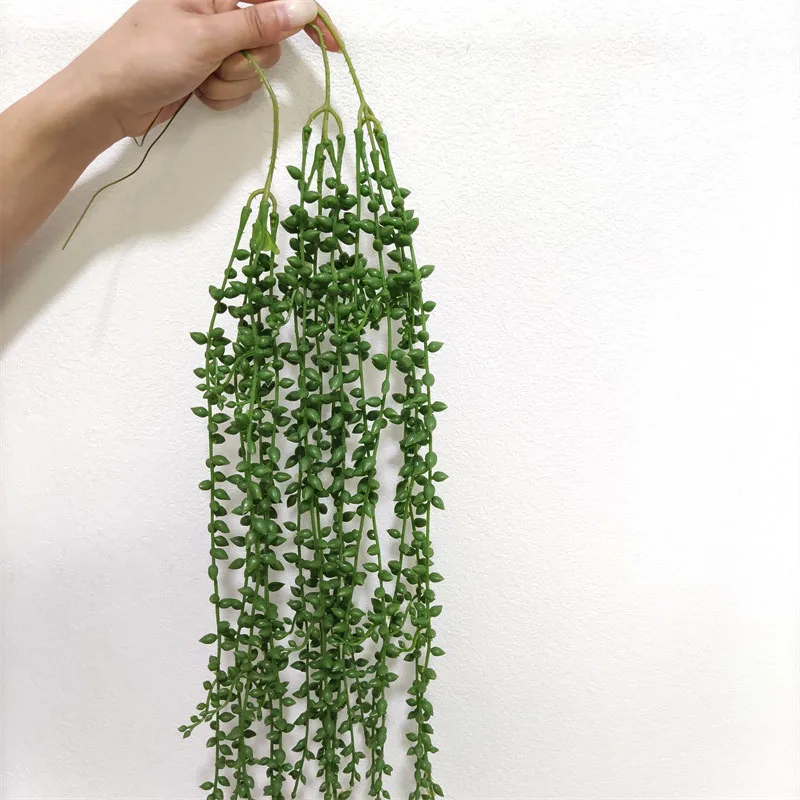 jade hobbit plant Crassula ovata Hobbit 10"