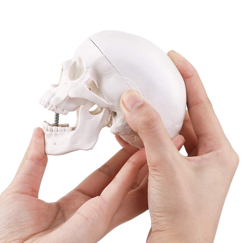Studying PVC 21cm 1kg Human Skull Anatomy Model