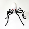 Araña negra