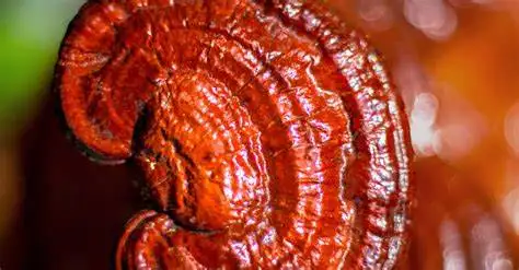Food Grade Ganoderma Lucidum Spore Oil China Reishi Mushroom Essential Oil for Strengthen Immunity