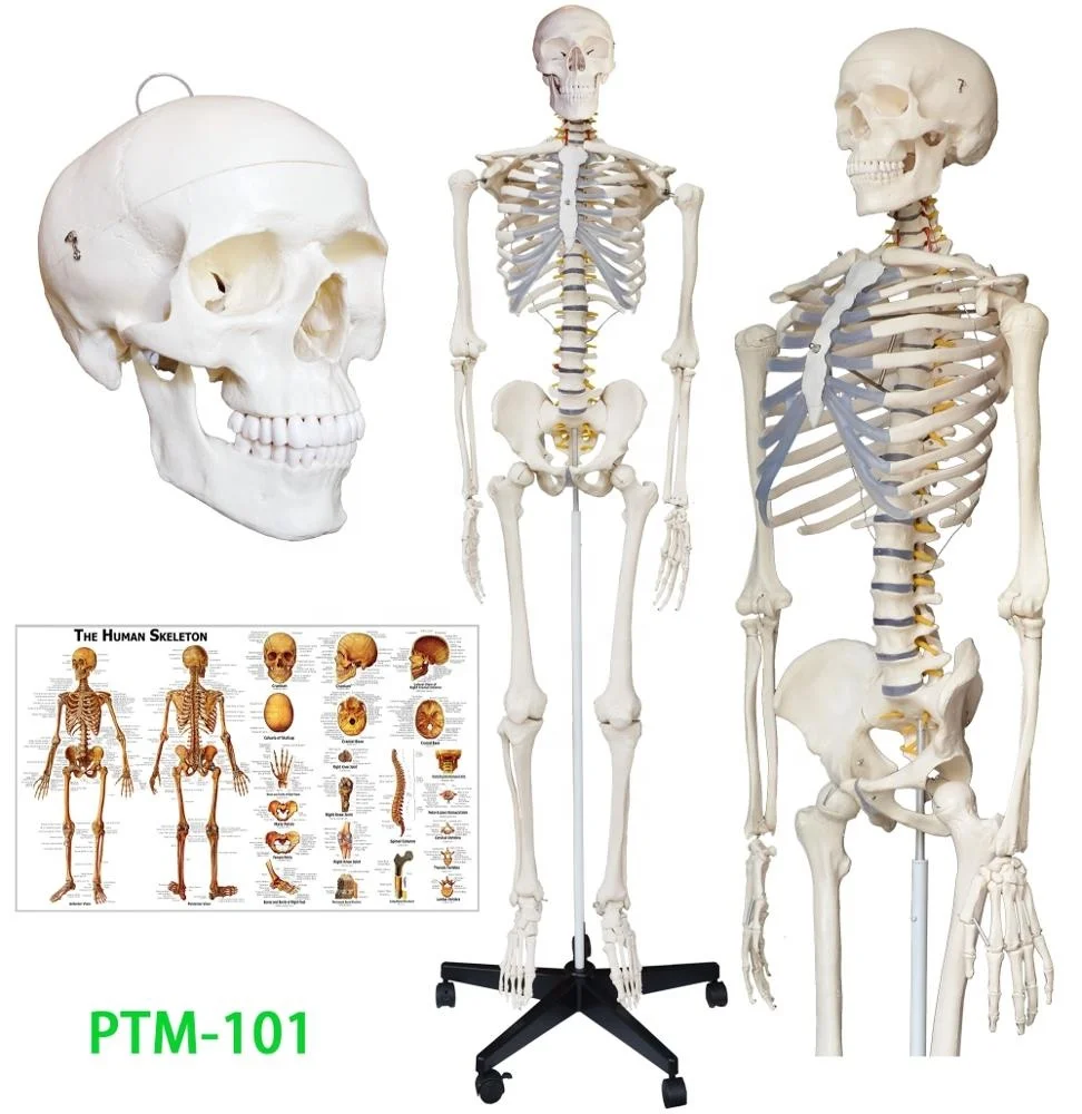 Ptm 101寿命大小180厘米人体解剖解剖骨架模型 Buy Skeleton Model Anatomical Model Anatomy Model Product On Alibaba Com