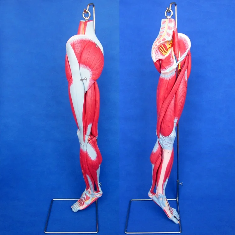 lower leg muscle model