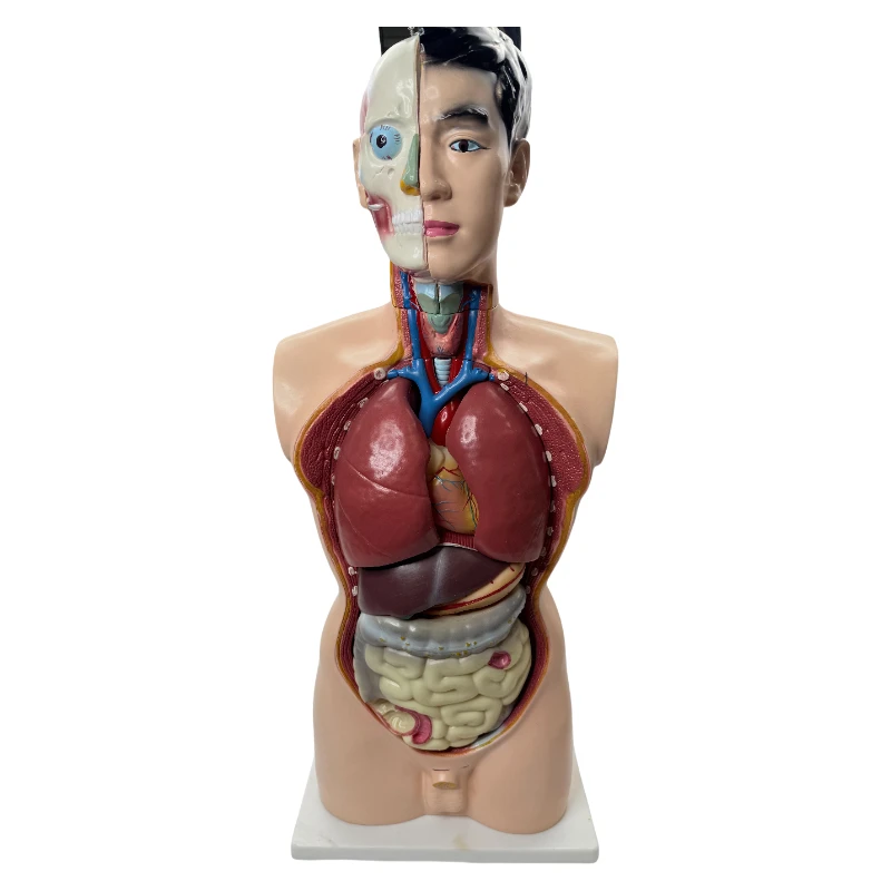 MedMod Modello Anatomico Torso Maschile – 85 Cm, 19 Parti Rimovibili, Organi, Grandezza Naturale, Per Studio E Insegnamento