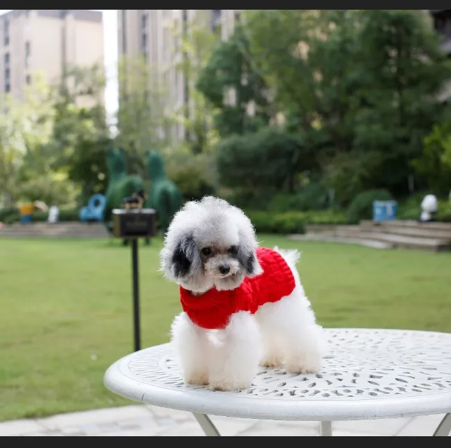 セクシーな犬服 Buy セクシーな犬服 女の子セクシーな犬服 女の子女性のセクシーな犬服 Product On Alibaba Com セクシーな犬服 Buy セクシーな犬服 女の子セクシーな犬服 女の子女性のセクシーな犬服 Product On Alibaba Com