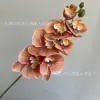 3D Phalaenopsis Orchid