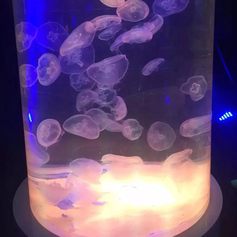 Медуза живая купить. Круглый аквариум с медузами. Маленькие медузы в аквариуме. Большой аквариум с медузами. Круглый аквариум с подсветкой для медуз.
