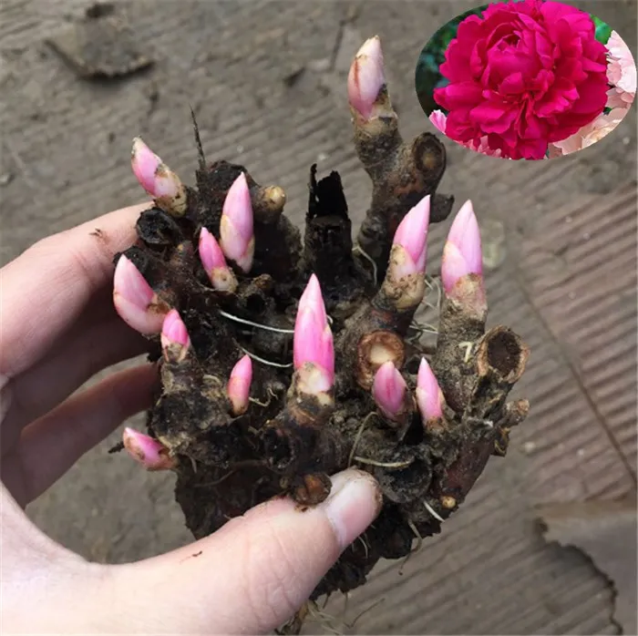 Shao yao 100 % Good Quality high yield peony seeds bulbs for planting