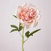 Rosa2