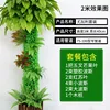 Eucalyptus Set C