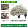 Enlace de depósito para árbol de banyan bicolor de 4m de alto y 5m de ancho.