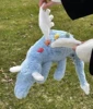 Drago del cielo da 50 cm