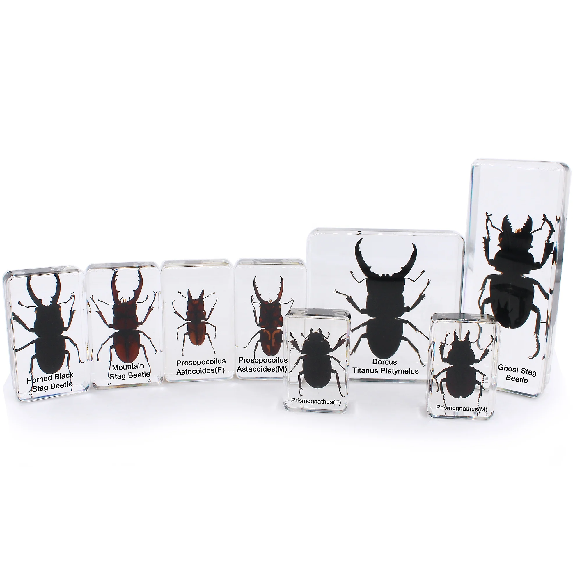 新包装 低成本 牡鹿甲虫家庭昆虫bug真实标本树脂你可以做你自己的选择 Buy 昆虫在树脂中 标本 低成本product On Alibaba Com 新包装 低成本 牡鹿甲虫家庭昆虫bug真实标本树脂你可以做你自己的选择 Buy 昆虫在树脂中 标本 低成本product On Alibaba Com