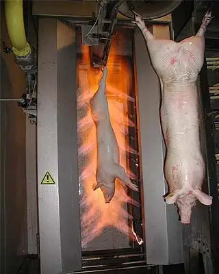 950 pig slaughterhouse equipment slaughtering machine production line