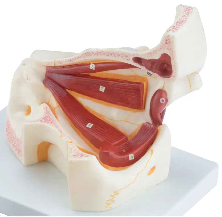 Человеческого тела мини и орбитальные модель 3 раза увеличен (10 частей), медицинский анатомические образовательной модели CBM-221C