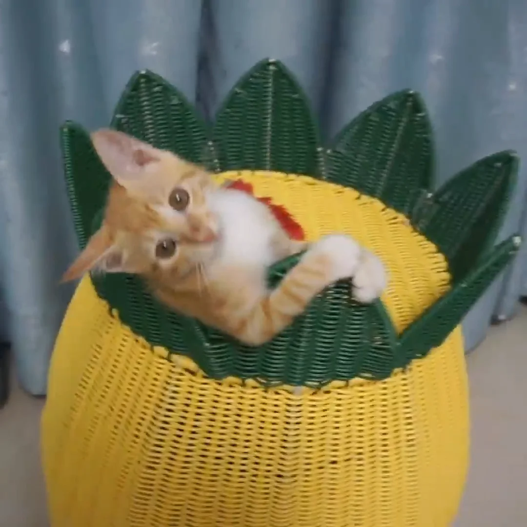 pineapple cat bed wicker