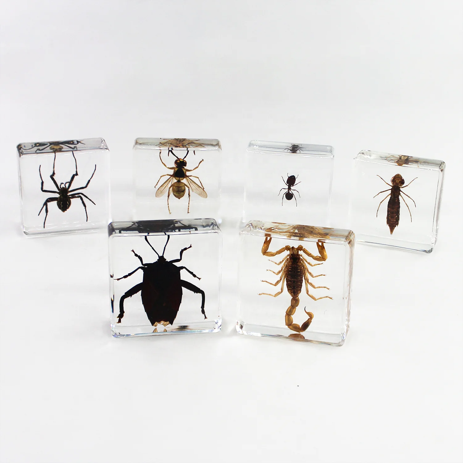 本物のクモ標本乾燥昆虫 (レジンルーサイト樹脂) 紙体重剥製本物の動物