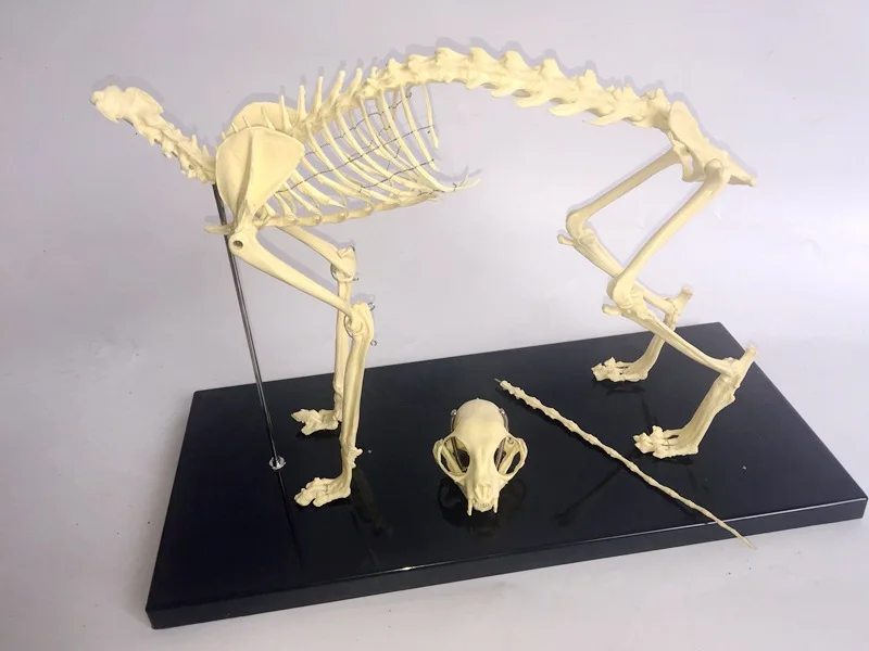 feline skeleton